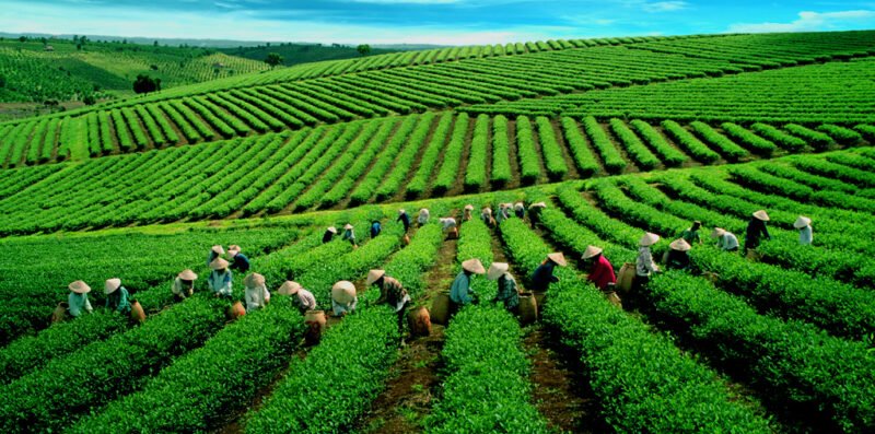 Doi Che Da Lat 1